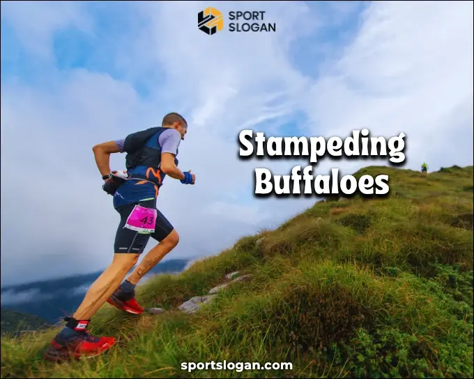 Best Animal Names for Sports Teams